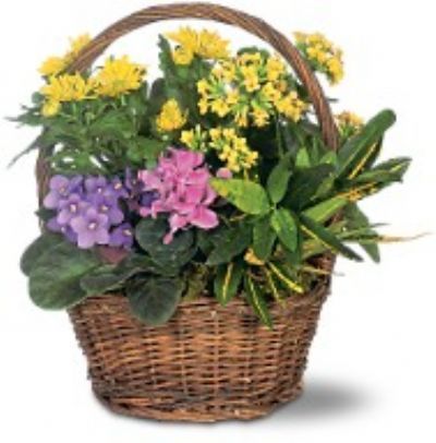 Florist Designed Blooming and Green Plants in a Basket