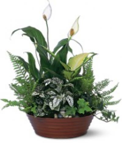 Florist Designed Plants in a Basket, birthday ideas, birthday flower ideas, birthday flowers