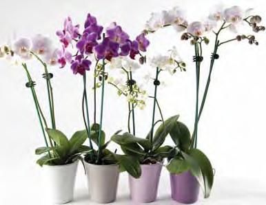 Mini Phaleonopsis Orchid plant