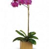 orchids GTA